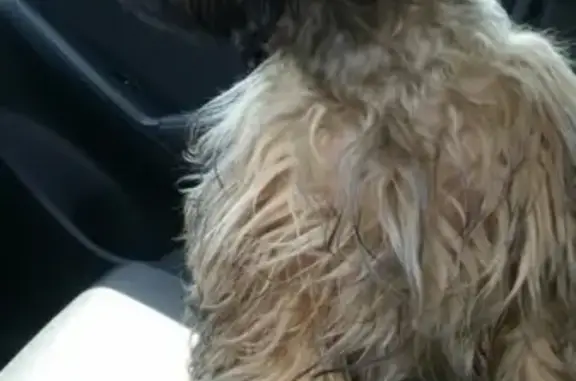 Найдена собака на Репищева 13 в СПб