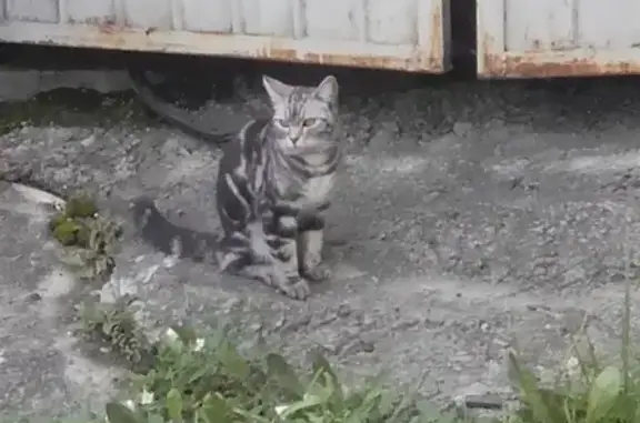 Бенгальская кошка найдена на Набережной, Курган