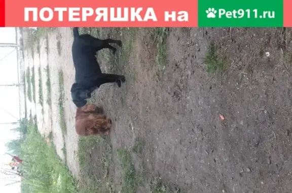 Пропала собака Зевс в Чернореченском, Ивановская обл.