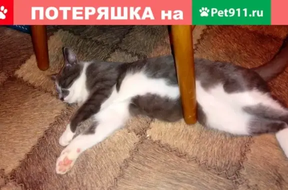 Пропала кошка в поселке Березовый, Краснодар.