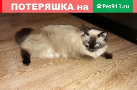Пропала кошка в Менделеевске, РТ.
