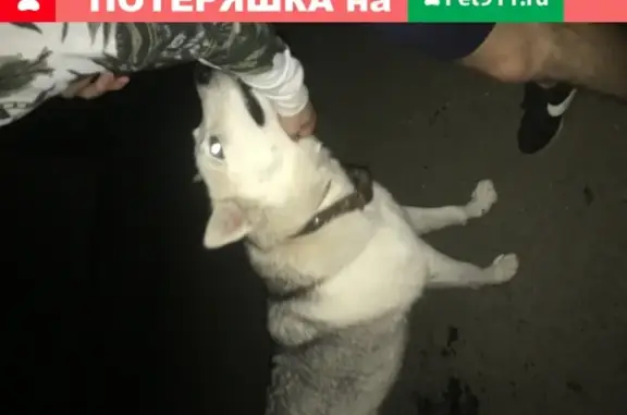 Найдена добрая собака на Орудийной улице