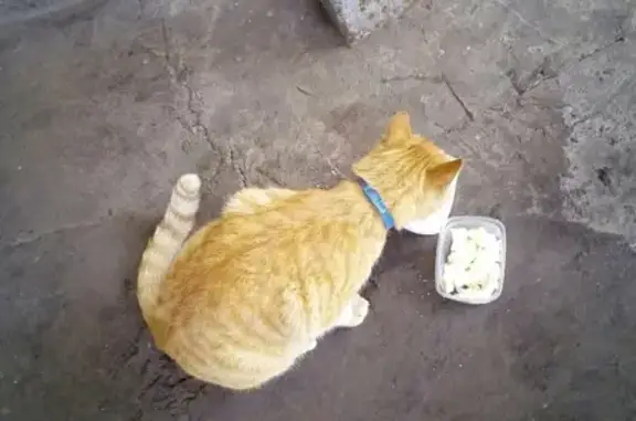 Найдена кошка в Петрозаводске, адрес: АДО-АВТО (Шотмана, 31)