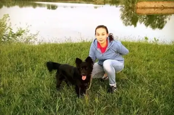 Пропала собака Мишель в Казани, Республика Татарстан