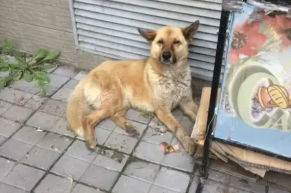 Срочно! Найдена собака в Омске.