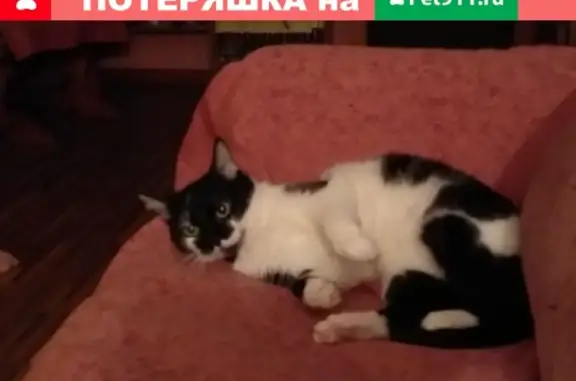 Пропала кошка в Брянске, ул. Гончарова, кличка Даша.