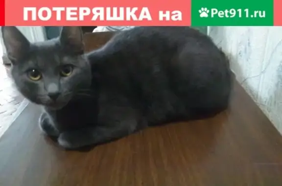 Пропала кошка в Москве, помогите найти!