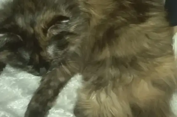 Пропала кошка в Тимошкино, Московская область