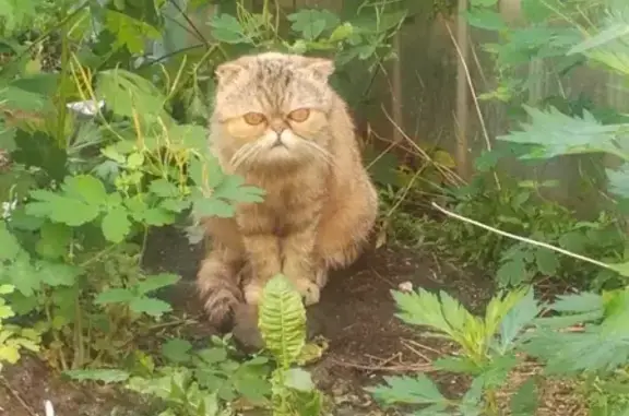 Найдена кошка в Муроме, Владимирской области