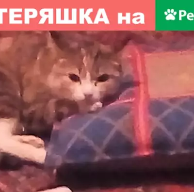 Пропала кошка на улице Дианова-6, Омск.