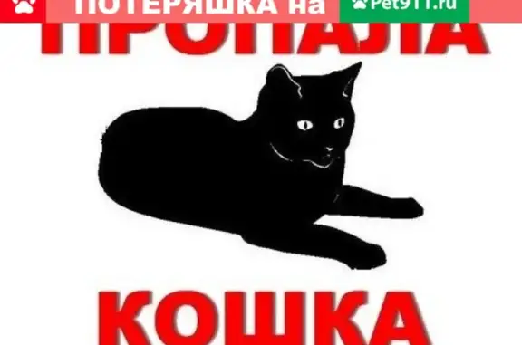 Пропала кошка возле клиники 