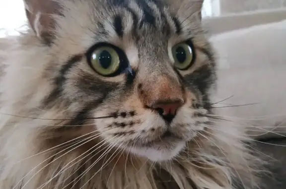 Потерянные животные Набережные Челны, фото: Пропал кот породы Мейн-Кун в Набережных Челнах