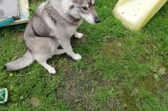 Найдена собака в СНТ Дубрава, похожа на волка.