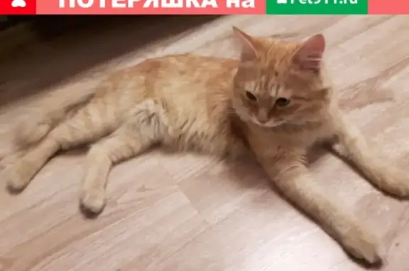 Найден рыжий кот на Ботанике (Екатеринбург)