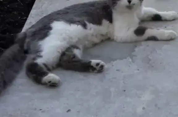 Пропала кошка в Новороссийске, помогите найти! https://vk.com/id8410296