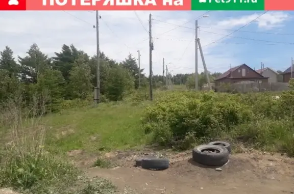 Пропал кот в районе родника на Муравьёвской, Корсаков