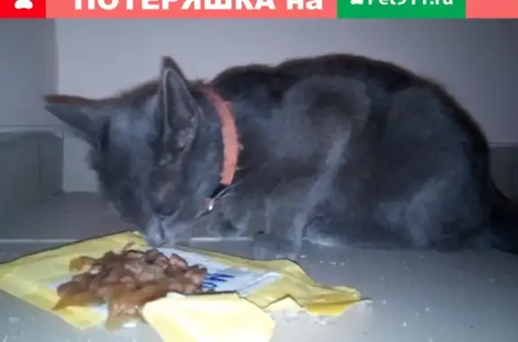 Найдена кошка на ул. Душистая, 50 в Краснодаре