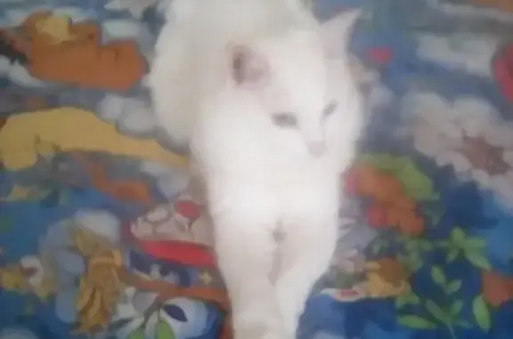 Пропала белая кошка Пушок в Перми