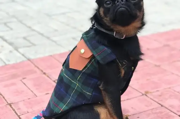 Собаки потеряшки, Москва, фото: Потеряшка брабансон на ул. Паперника, Москва