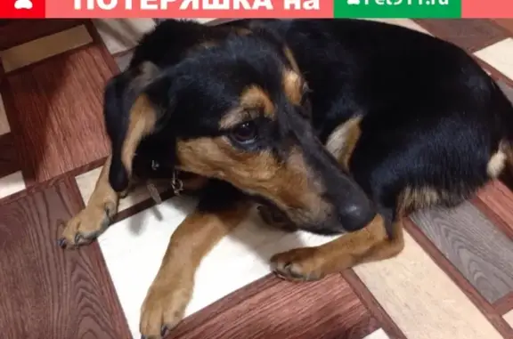 Найдена собака в Калуге
