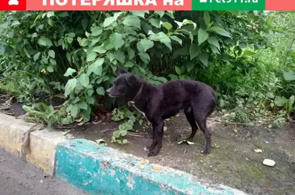 Собака найдена на ул. Грдины, 1 в Новокузнецке.