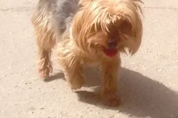 Собаки потеряшки, Москва, фото: Потеряшка Йорк возле Дикси на ул. Академика Пилюгина 26Б