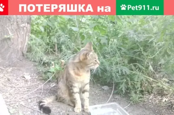 Найдена тигровая кошка на ул. Воровского, 26А