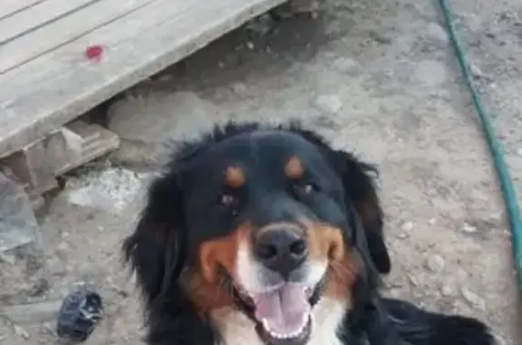 Пропала собака Ютта в селе Сидоровское, Московская область