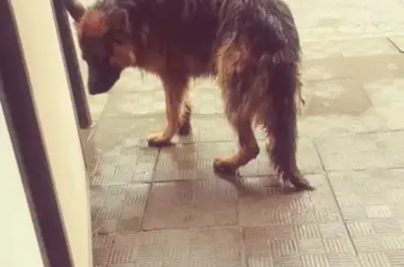 Собака найдена возле ЗАГСа в Горно-Алтайске (Россия)
