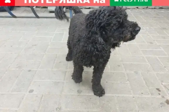 Найдена молодая собака возле метро Автово, ищет хозяев.