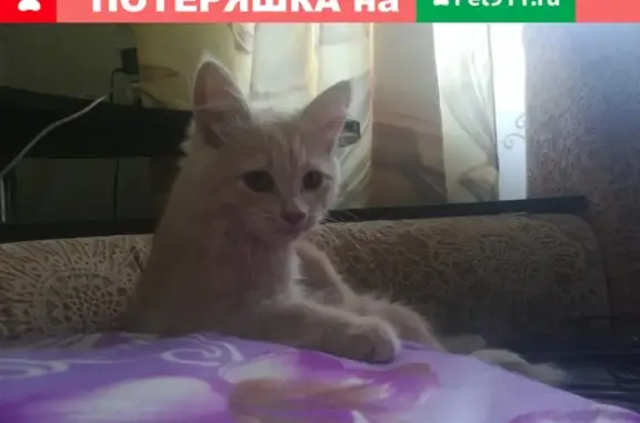 Пропала кошка Маша в пос. Октябрьском, Бор.
