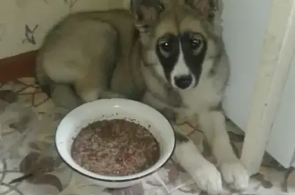 Пропала собака породы хаски в Тутаеве