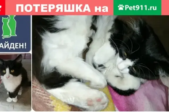 Найдена кошка на ул. Ульяна Громовой, ищет хозяев #НАЙДЕН_КОТОПЕС39