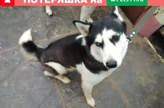 Пропала собака Лайка в Красноглинном, Новосибирская область