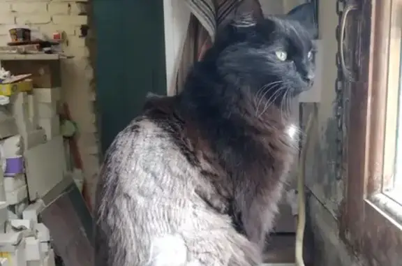 Кошки потеряшки, Санкт-Петербург, фото: Потеряшка кошка Шаман на Репищева улице 14к5