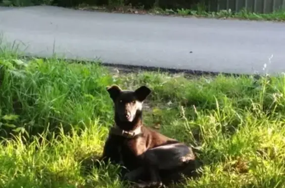 Собака найдена в деревне Озерки, Ленобласть