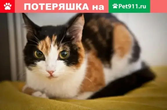 Пропала кошка в Омске, район Лермонтова/Куйбышева