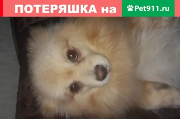 Собаки потеряшки, посёлок городского типа Беркакит, фото: Потеряшка собака в Беркаките