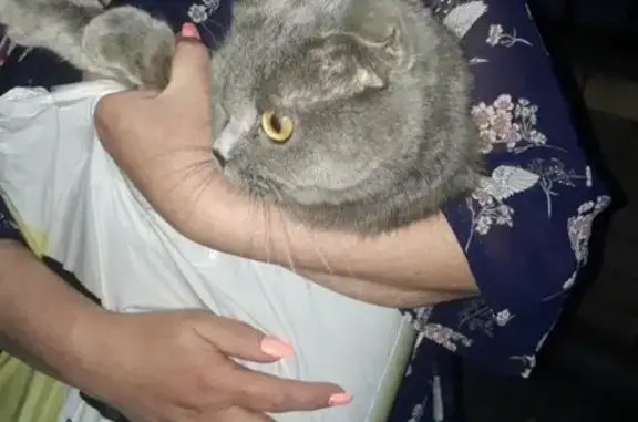 Найдена британская кошка на Гордеевской, Нижний Новгород