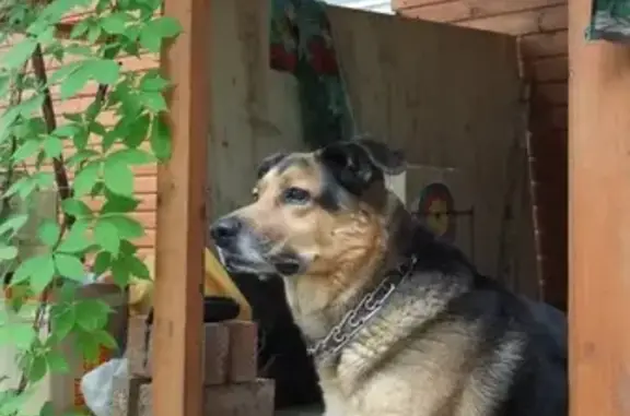 Пропала собака Гарик в лесу у Городка, Ленинградская обл.