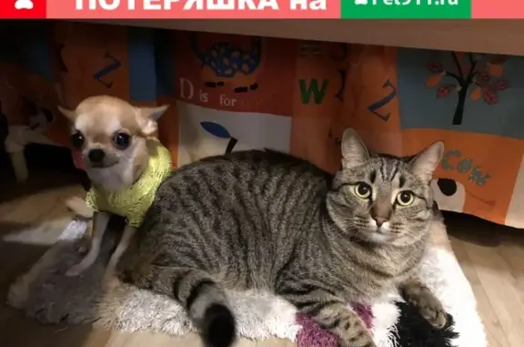 Пропала кошка Баксик в снт Подгорный, Казань