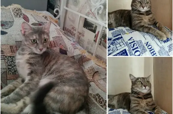 Пропала кошка в районе Московского кольца, вознаграждение за информацию.