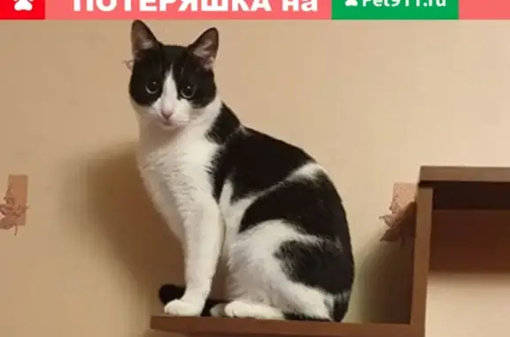 Кошки потеряшки, Санкт-Петербург, фото: Потеряшка кошка на ул. Кораблестроителей, 39Г.