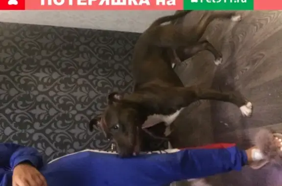 Найдена собака в Немецкой деревне Краснодар
