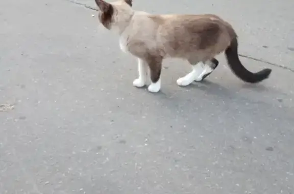Найдена домашняя кошка с ошейником в Северном Бутово