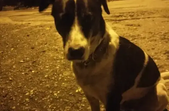 Найдена собака на ул. Яна Фабрициуса, Сочи