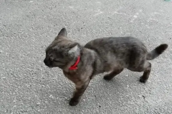 Найдена кошка на Гордеевской, окрас серо-коричневый