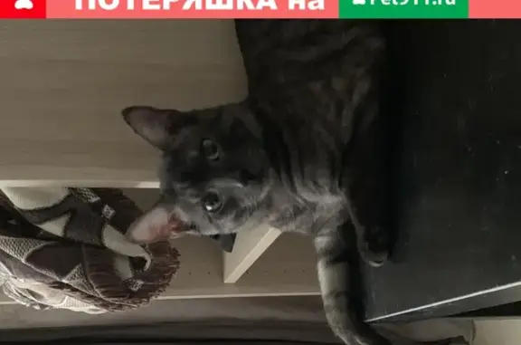 Кошки потеряшки, Москва, фото: Потеряшка кошка Космос на ул. Ферсмана, Москва