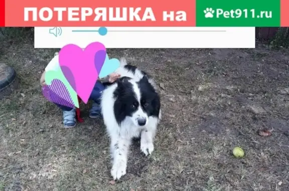 Пропали две собаки на Бору, Нижегородская обл.