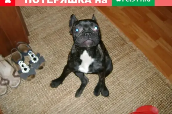 Найдена собака в Воронеже.